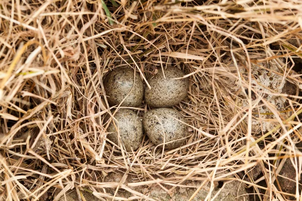 Ovos castanhos no ninho de feno na fazenda de galinhas — Fotografia de Stock