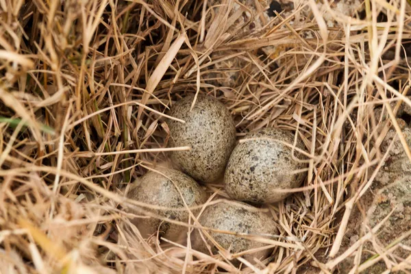 Brown eggs at hay nest in chicken farm — Stock Photo, Image