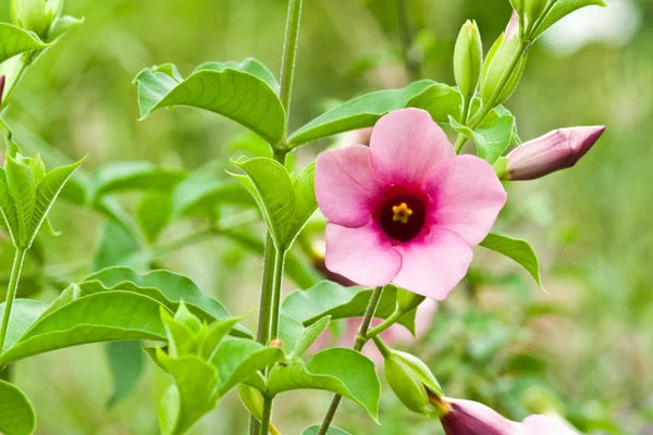 Beautiful spring flowers — Stock Photo, Image