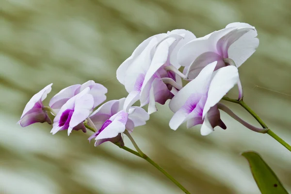 Schöne lila Orchidee — Stockfoto