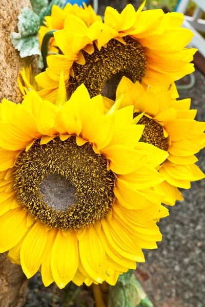 Mooie zonnebloem — Stockfoto