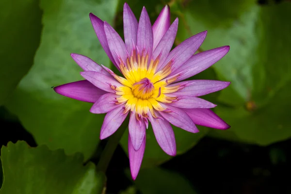 Pink lotus — Stock Photo, Image