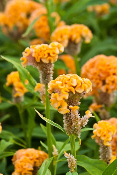 Lindas flores de primavera — Fotografia de Stock