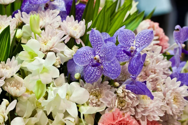 Beautiful spring flowers — Stock Photo, Image