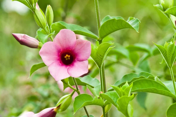 Schöne Frühlingsblumen — Stockfoto