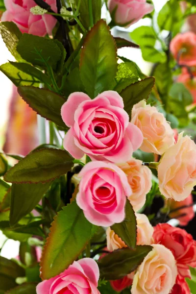 Blossom roses — Stock Photo, Image