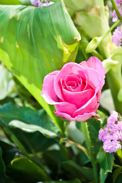 Hermosas flores de primavera —  Fotos de Stock