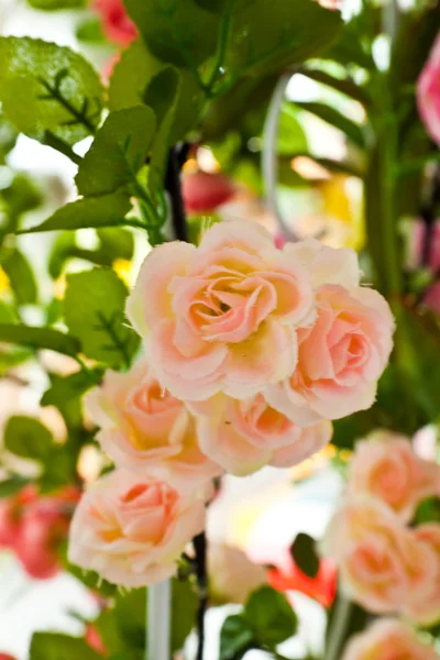 Roses fleuries — Photo