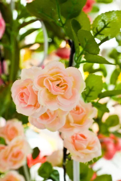 Rosas flor — Fotografia de Stock