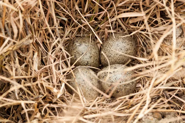 Коричневые яйца на сеновале на птицеферме — стоковое фото