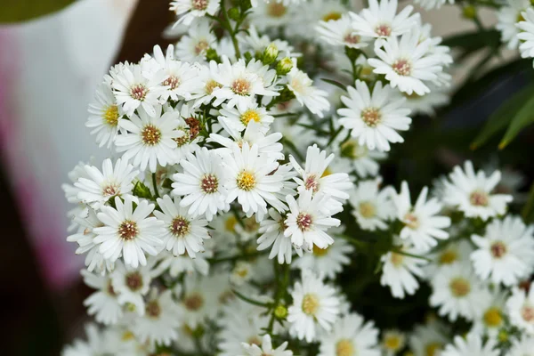 Beautiful spring flowers — Stock Photo, Image