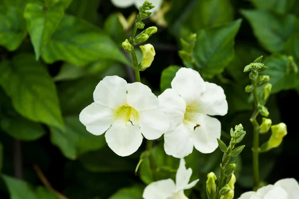 Lindas flores de primavera — Fotografia de Stock