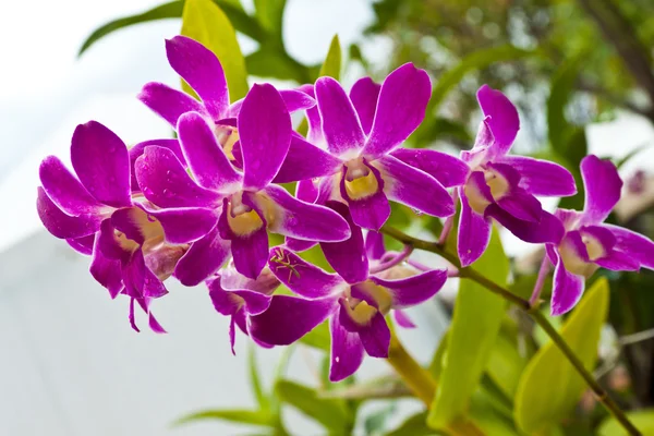 Krásné fialové orchideje — Stock fotografie