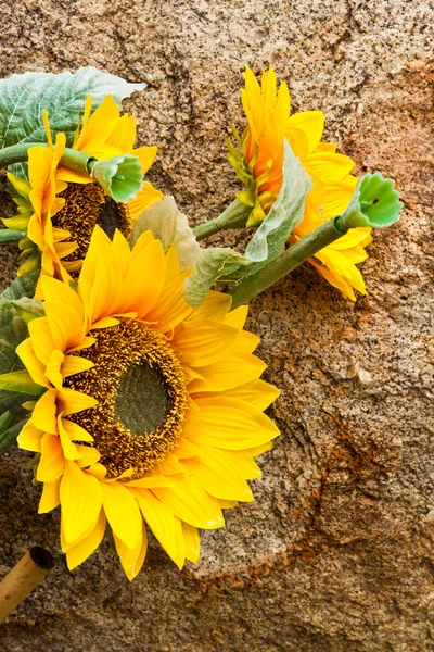 Mooie zonnebloem — Stockfoto