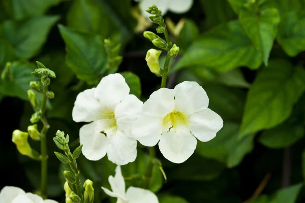 Beautiful spring flowers — Stock Photo, Image