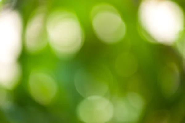 Bokeh abstrait vert — Photo