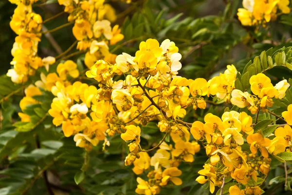 Beautiful spring flowers — Stock Photo, Image