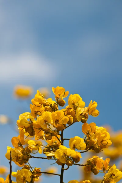 美丽的春花 — 图库照片