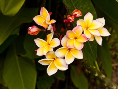 Güzel bahar çiçekleri