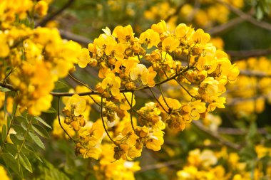 Güzel bahar çiçekleri