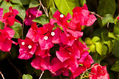 Güzel bahar çiçekleri