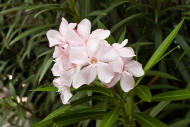 Güzel bahar çiçekleri