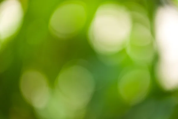 Bokeh verde abstrato — Fotografia de Stock
