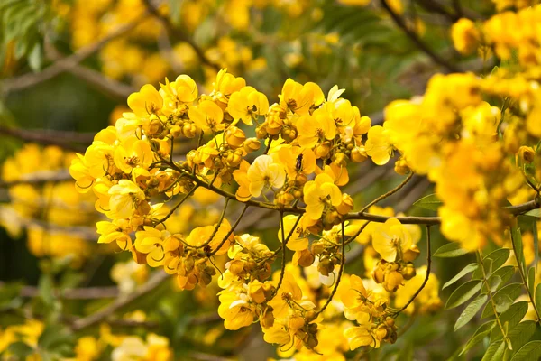 美丽的春花 — 图库照片