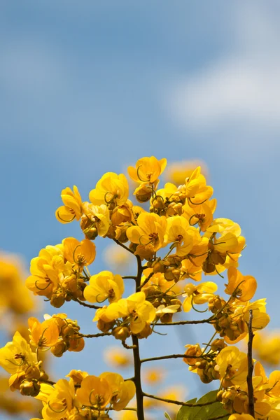 Hermosas flores de primavera — Foto de Stock
