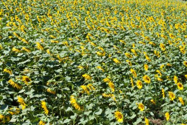 Ayçiçeği yakın çekim