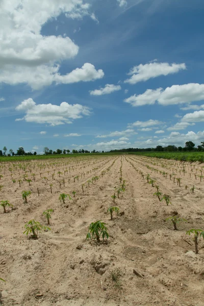 Campo de mandioca o mandioca en Tailandia — Foto de Stock