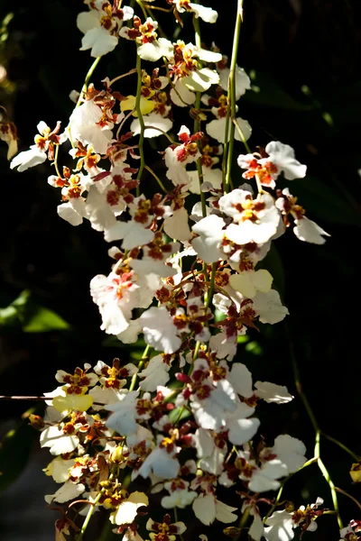 Krásné fialové orchideje — Stock fotografie