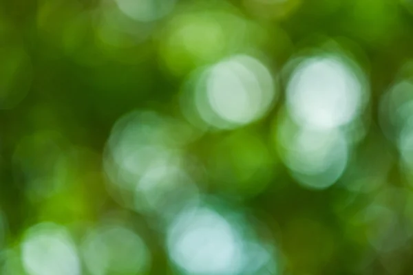 Sunny abstract green nature background — Stock Photo, Image