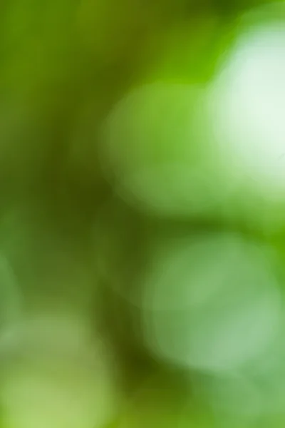 Sunny abstract green nature background — Stock Photo, Image