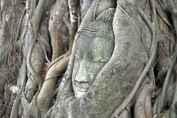 Testa di statua buddha in albero ad Ayutthaya, Thailandia . — Foto Stock
