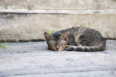 serseri kedi. pis bir hayvan sokak