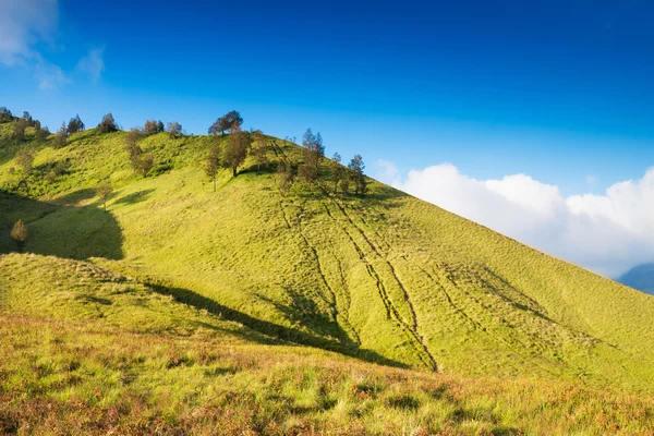 Savanne op mount bromo vulkanen — Stockfoto