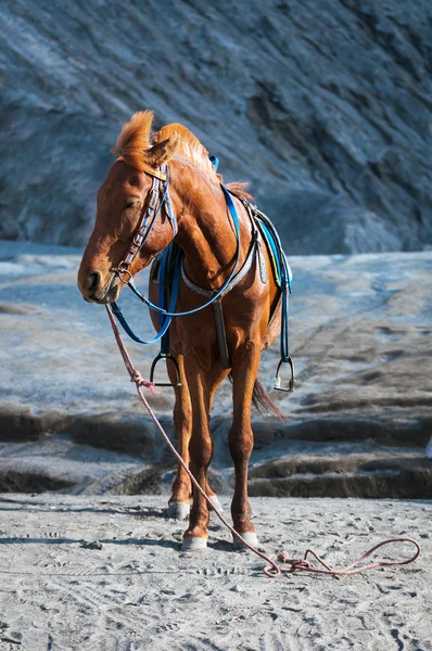 Cavalo para aluguel turístico no Monte Bromo vulcões — Fotografia de Stock