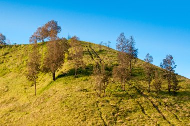 mount bromo Volkanlar, savana