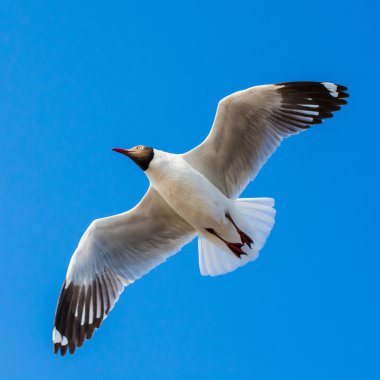 Mavi gökyüzünde uçan martı