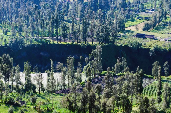 Χωριό στο Όρος Μπρόμο σε bromo tengger Σεμέρου εθνικό πάρκο — Φωτογραφία Αρχείου