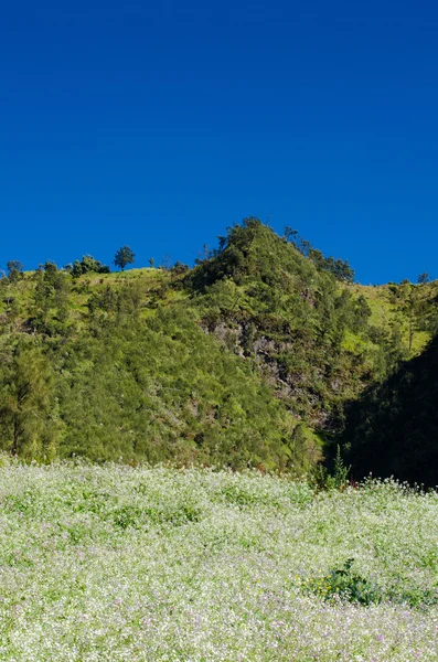 Montagnes herbe verte et ciel bleu paysage — Photo