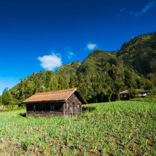 Dorf in Mount Bromo im bromo tengger semeru Nationalpark — Stockfoto