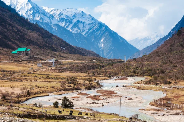 印度锡金北部的 chopta 谷 — 图库照片