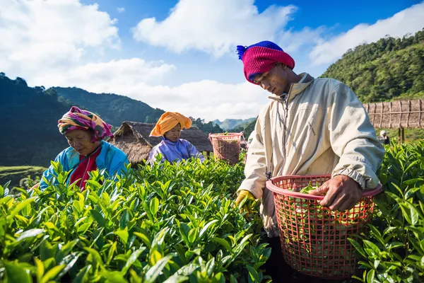 CHIANG MAI, THAILANDIA - 25 OTTOBRE: Pause tè lavoratori provenienti dalla Thailandia — Foto Stock