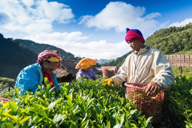 Chiang mai, Tayland - 25 Ekim: Tayland çay işçilerden zorla t