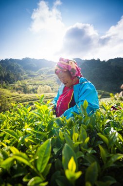 Chiang mai, Tayland - 25 Ekim: Tayland çay işçilerden zorla t