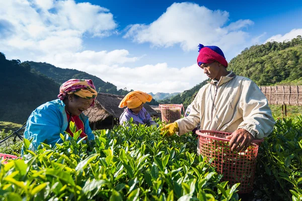 CHIANG MAI, THAILANDIA - 25 OTTOBRE: I lavoratori del tè della Thailandia si fermano — Foto Stock