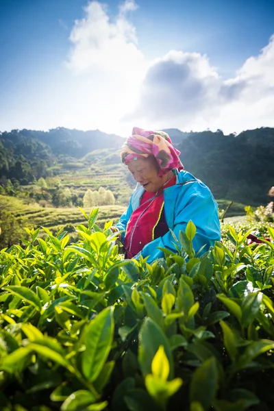 CHIANG MAI, THAILAND - OCT 25: Tea workers from Thailand break t — Stock Photo, Image