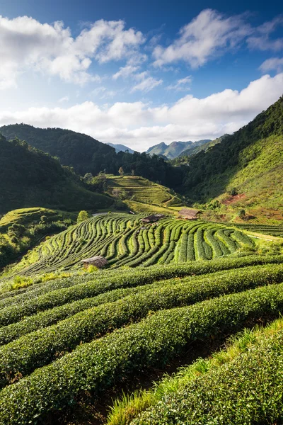 Thee plantage in de doi ang khang, chiang mai, thailand — Stockfoto